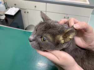 黄疸の猫02
